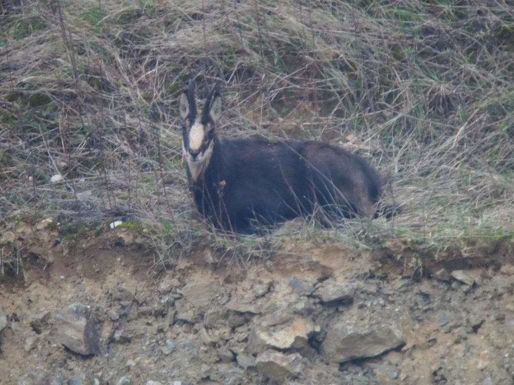 Chamois dans l'herbe