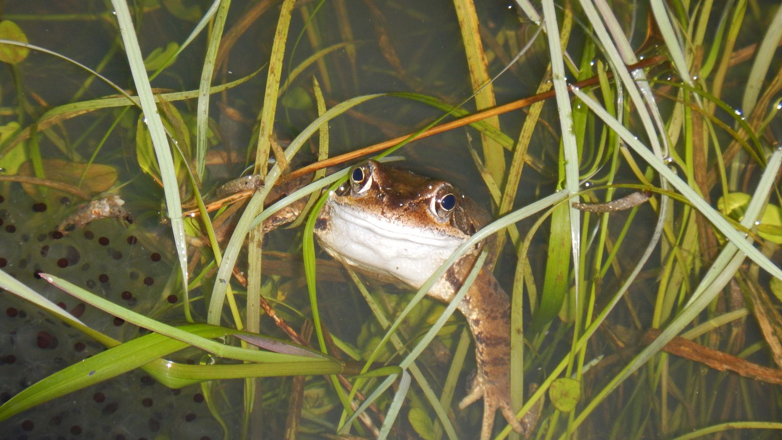 Grenouille rousse dans une mare